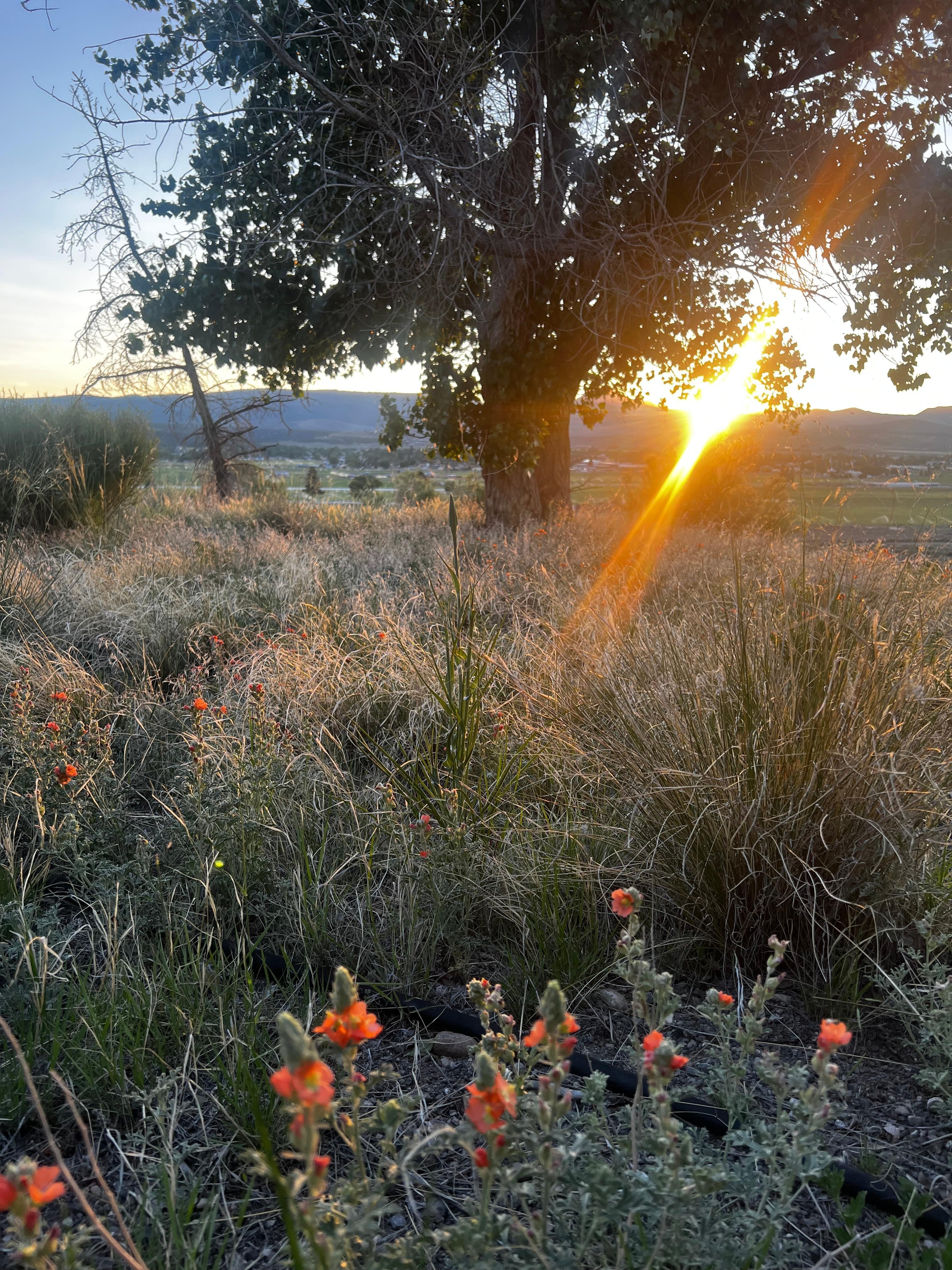 Native grasses and wildflowers