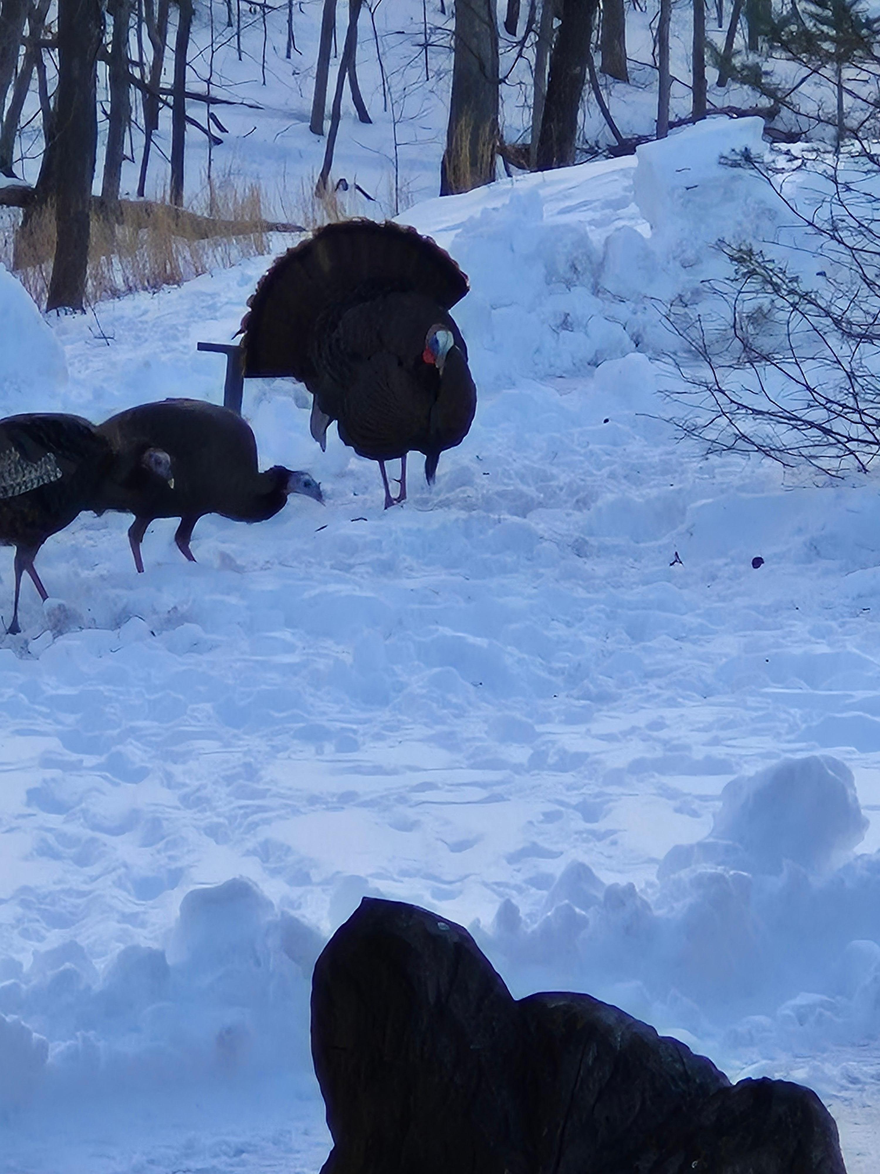 We enjoyed lots of wildlife every morning. 