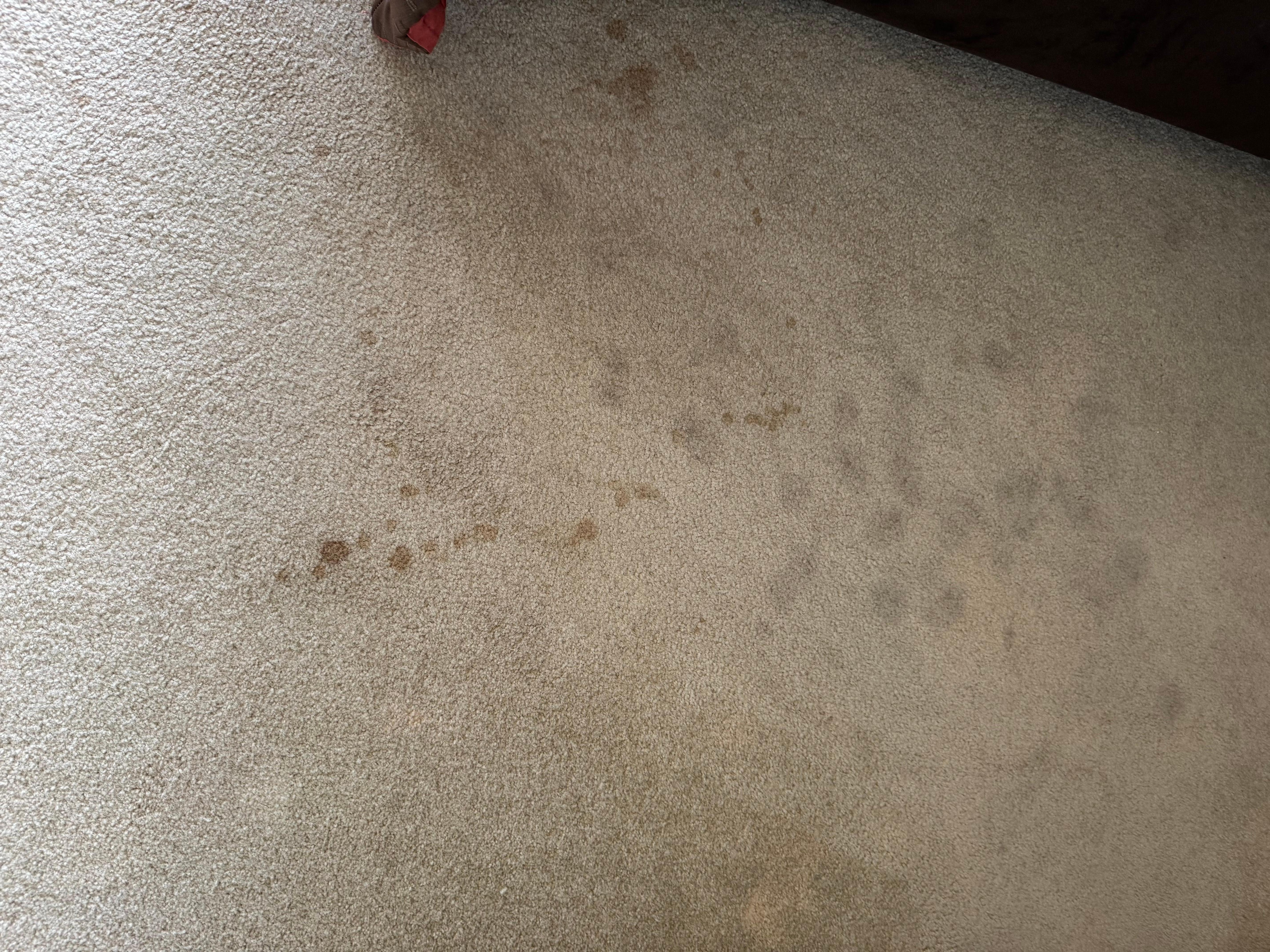 Carpet in one of the bedrooms 