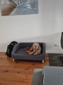 The pooch making himself at home