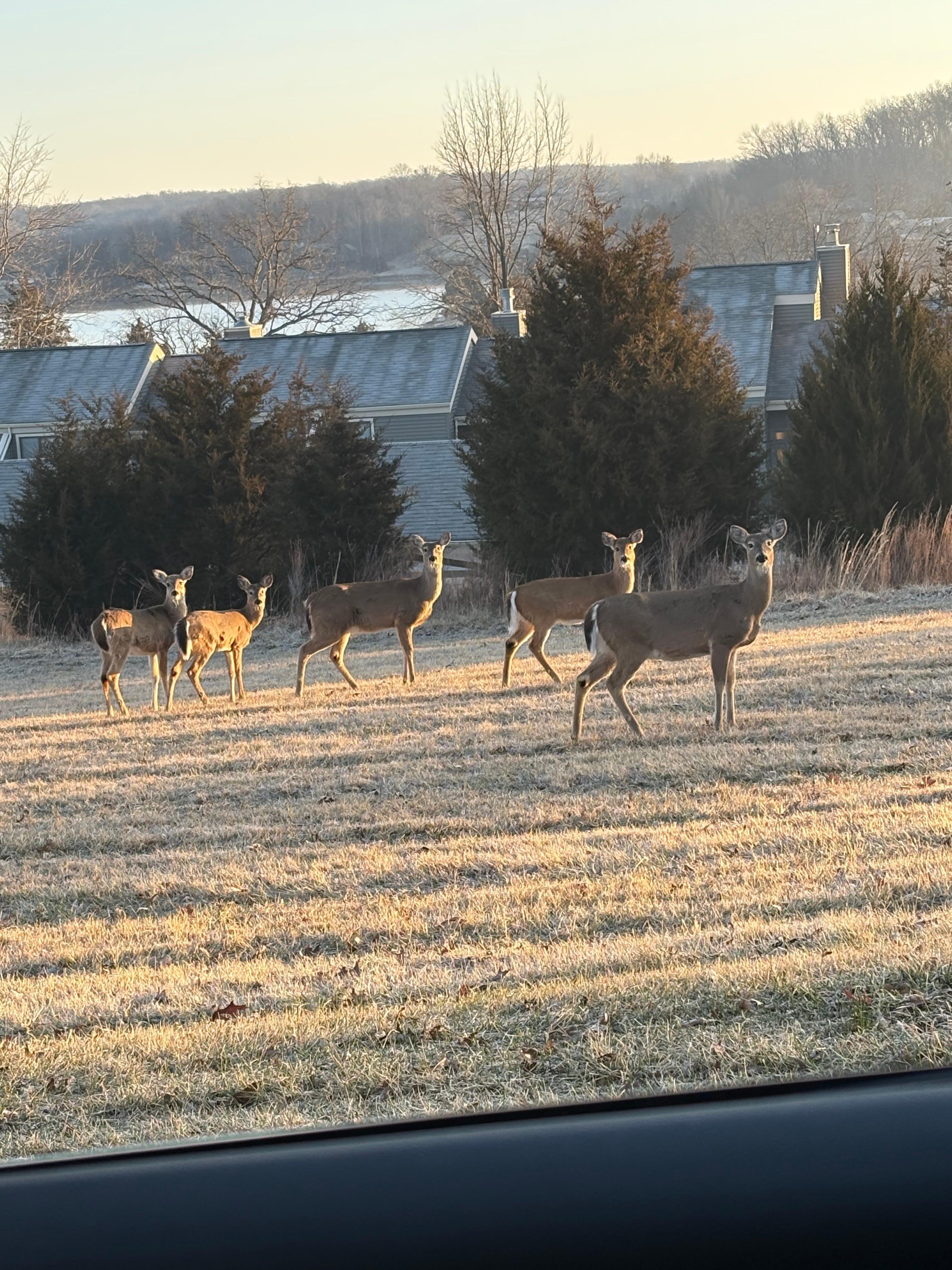 Family of deer
