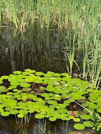 Lily pads on pond down the lane