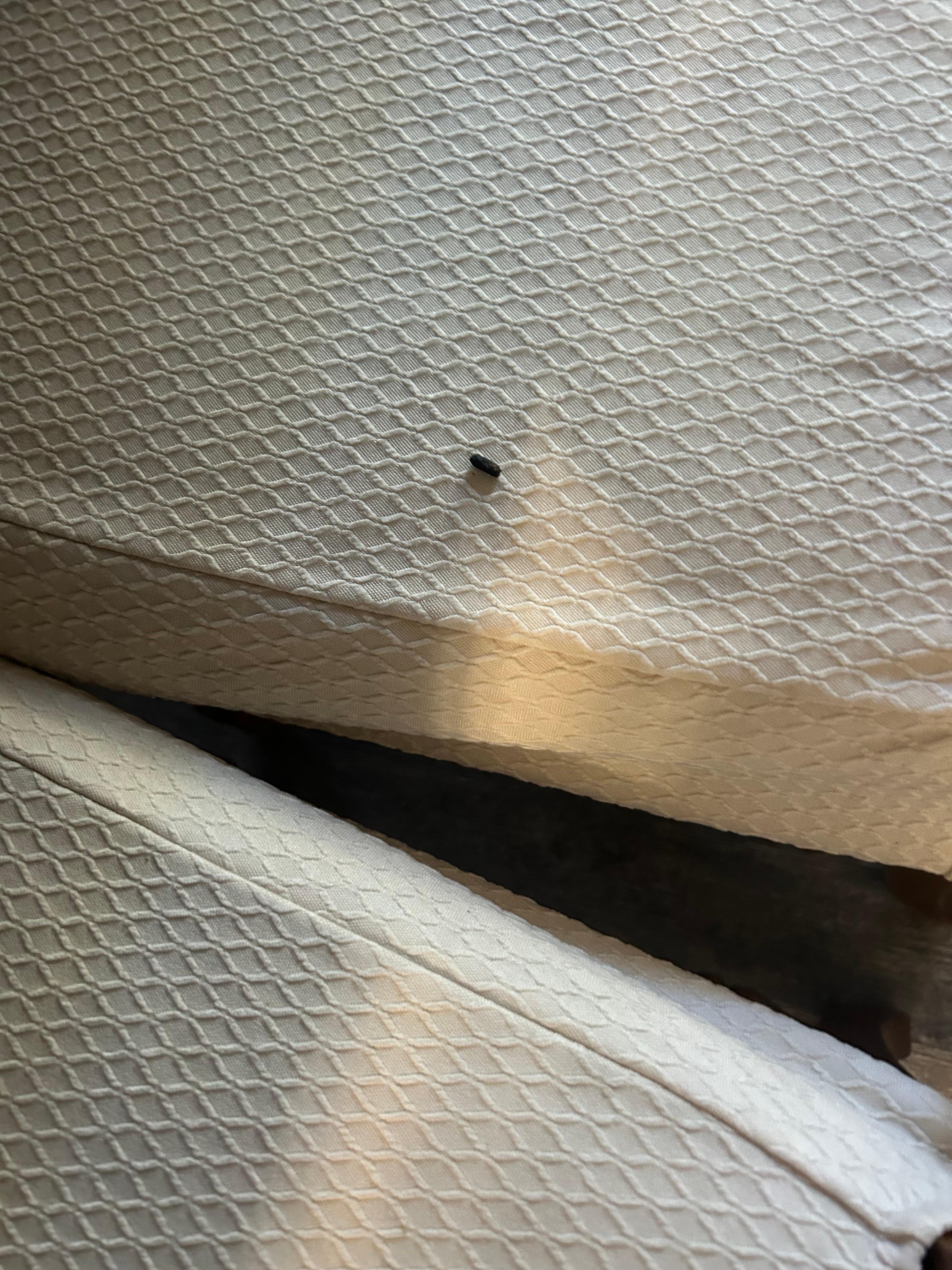 Rat poop on the dining room table and chairs !!