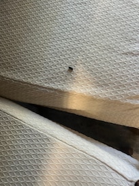 Rat poop on the dining room table and chairs !!