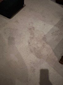 Stained carpet in living room