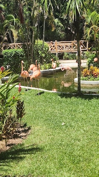 Flamingos
