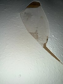mold from water damage