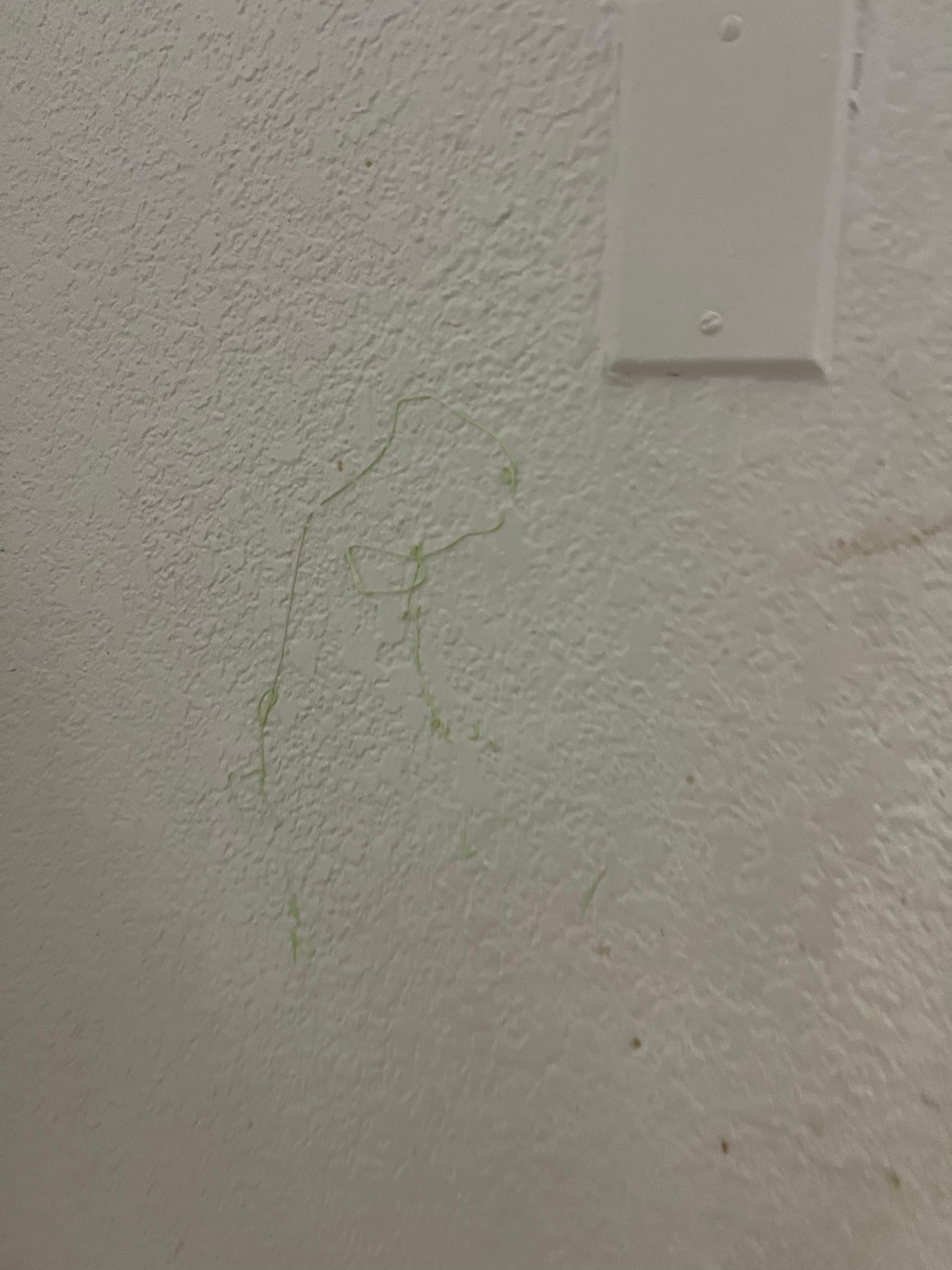 Dried silly string on walls