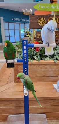 They had parrots from parrot mountain in the lobby that you could hold. It was so cool!