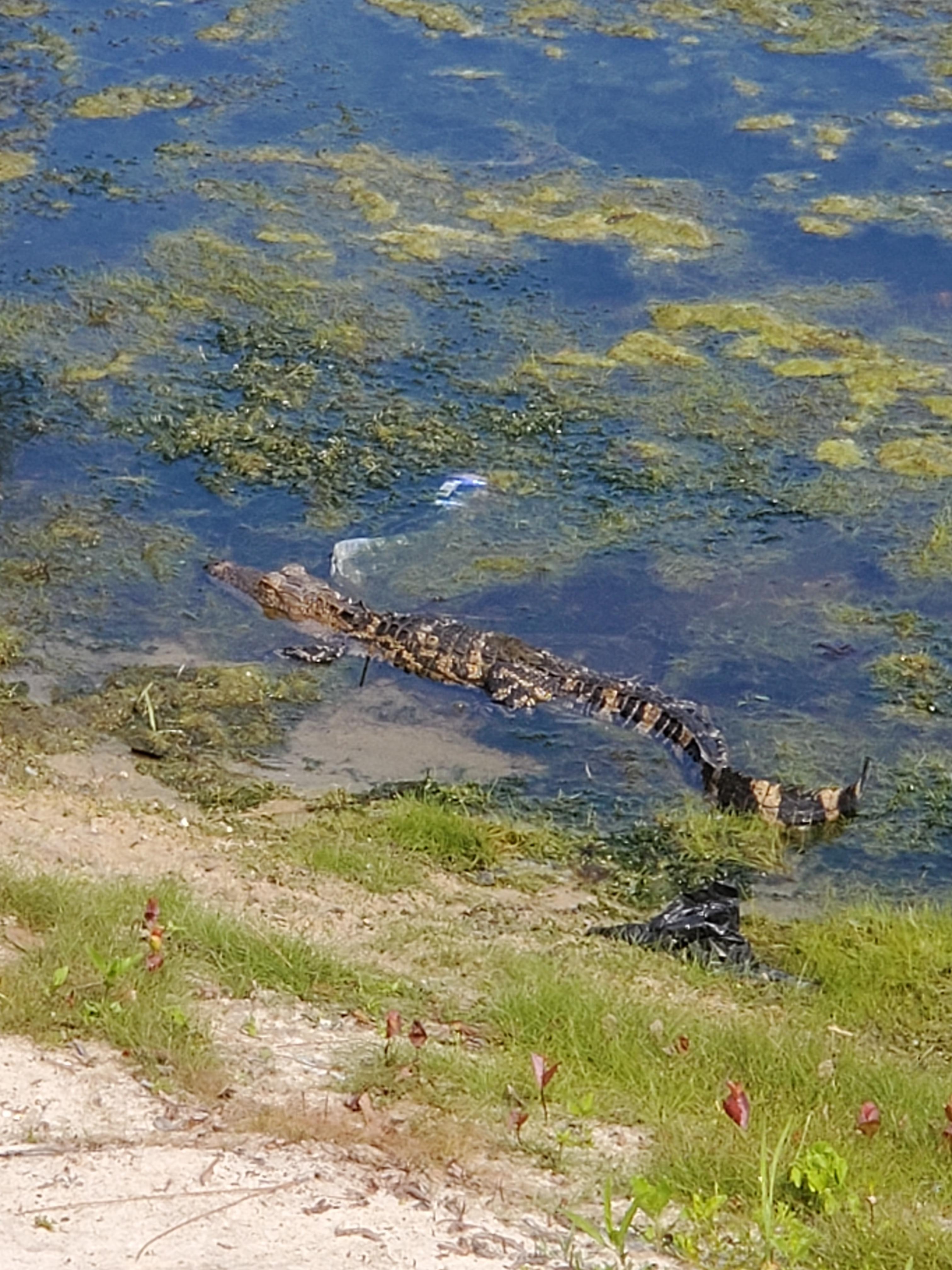 Even a baby alligator 