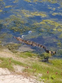 Even a baby alligator