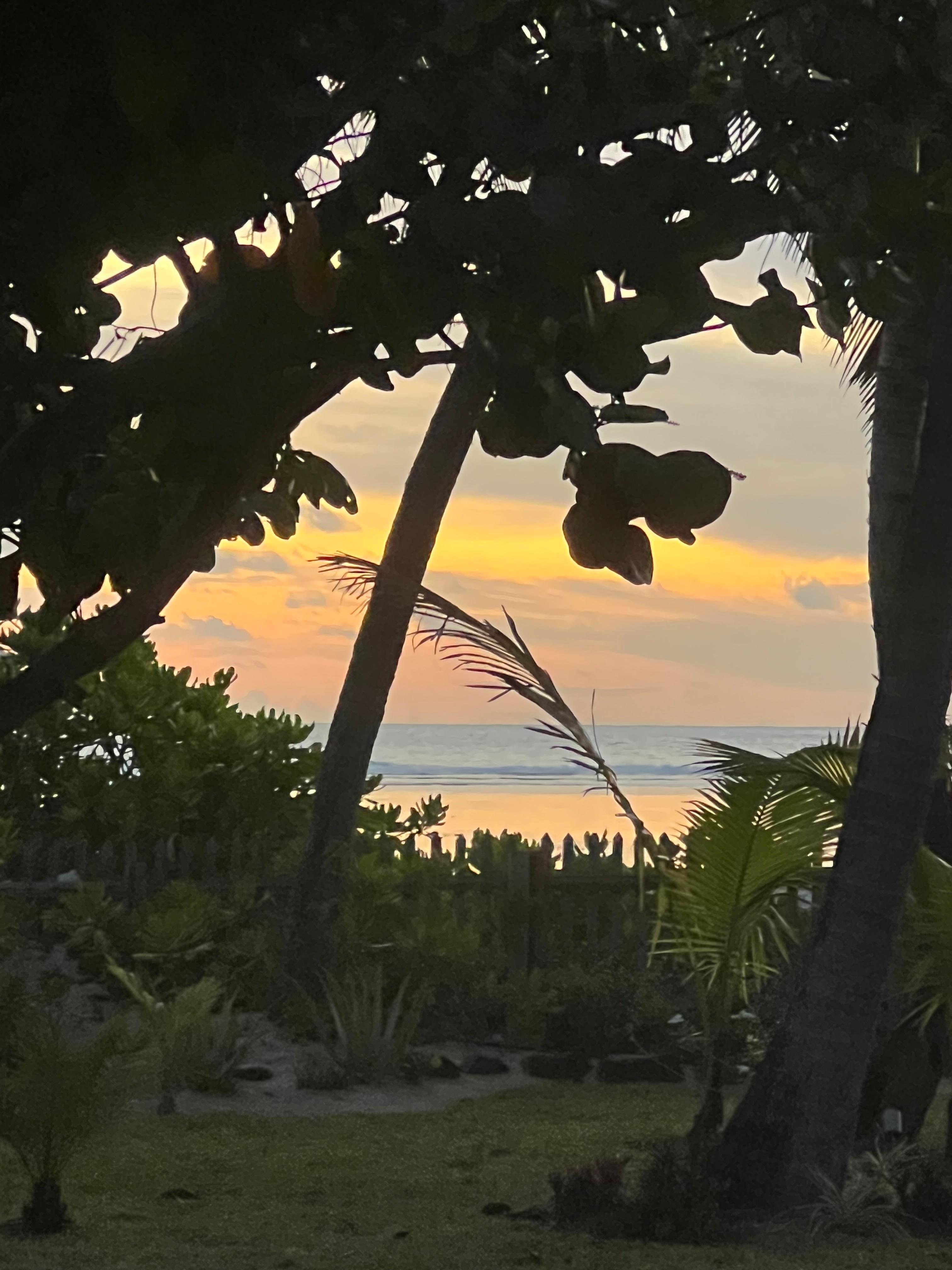 Jardin au coucher de soleil 