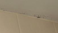 Mold