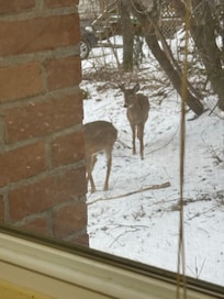 Deer outside kitchen window