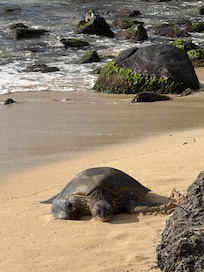 Resting on shore. Remember to stay at least 10 ft away. Signs are posted for rules. All turtles in Hawaii are state and federally protected. At times volunteer guides are at the beach sighting and will educate about the species. Great info.