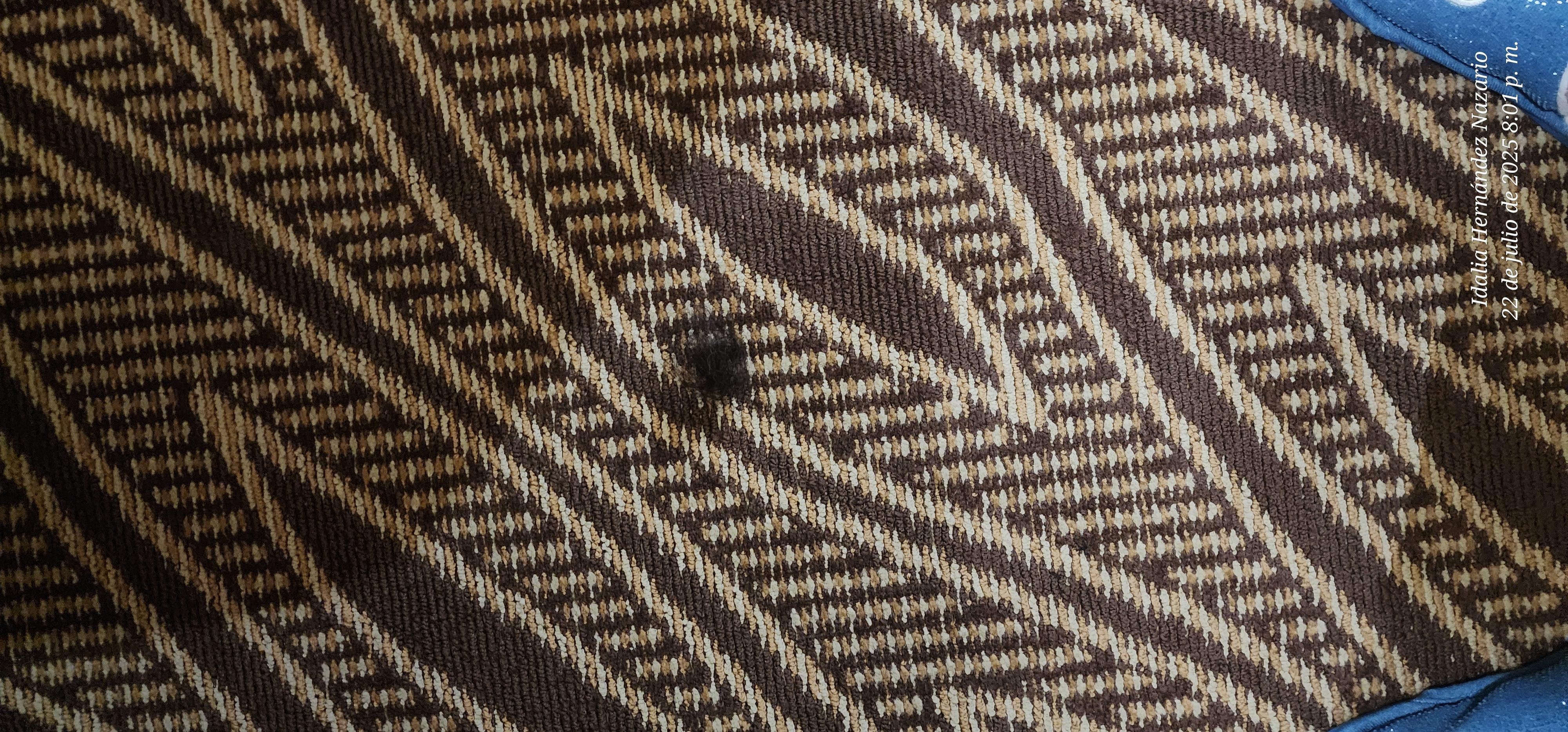 Pelos en la alfombra que no eran nuestros.