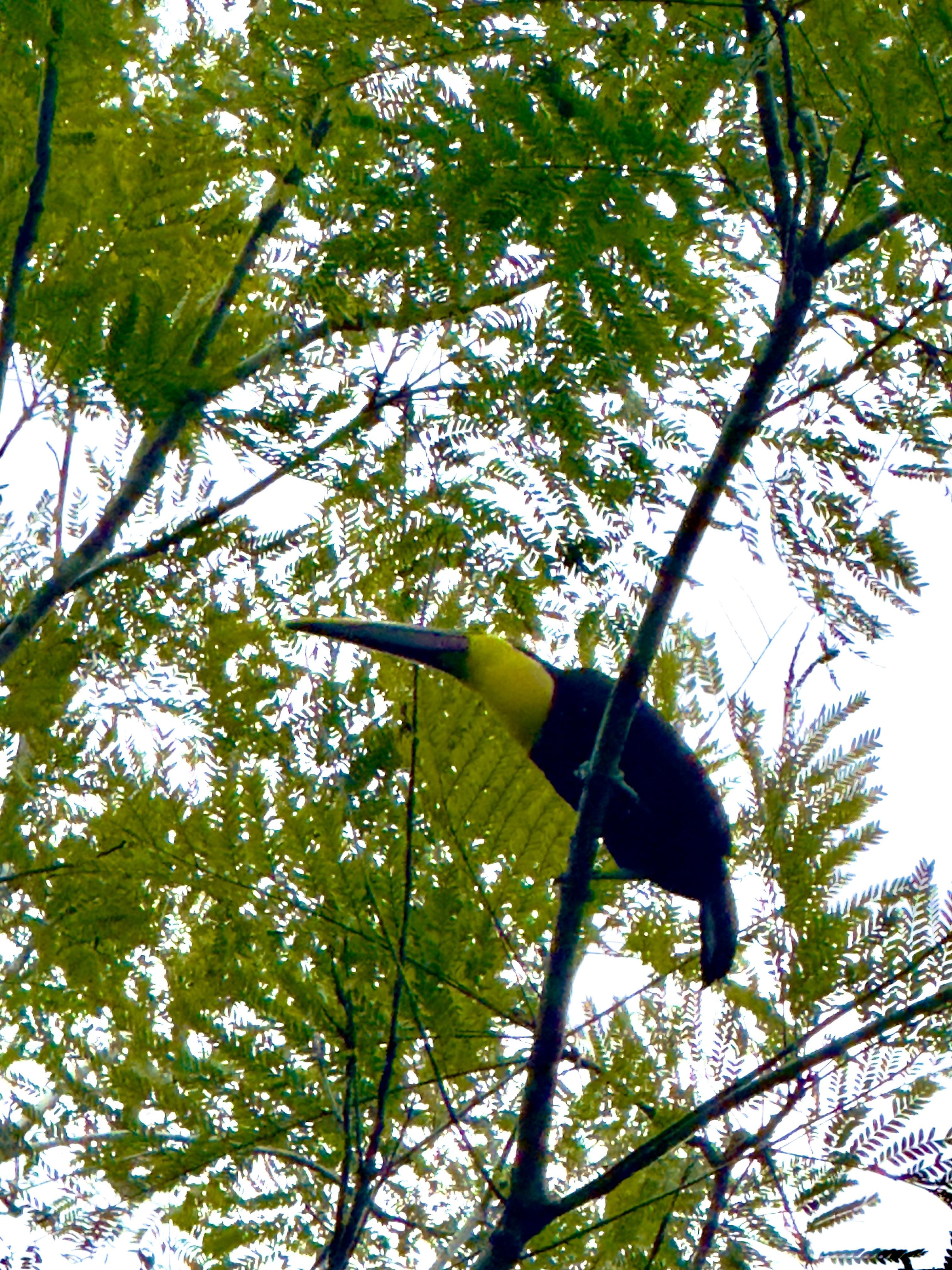 Toucan on tree infront of swimming pool.