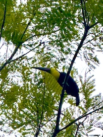 Toucan on tree infront of swimming pool.