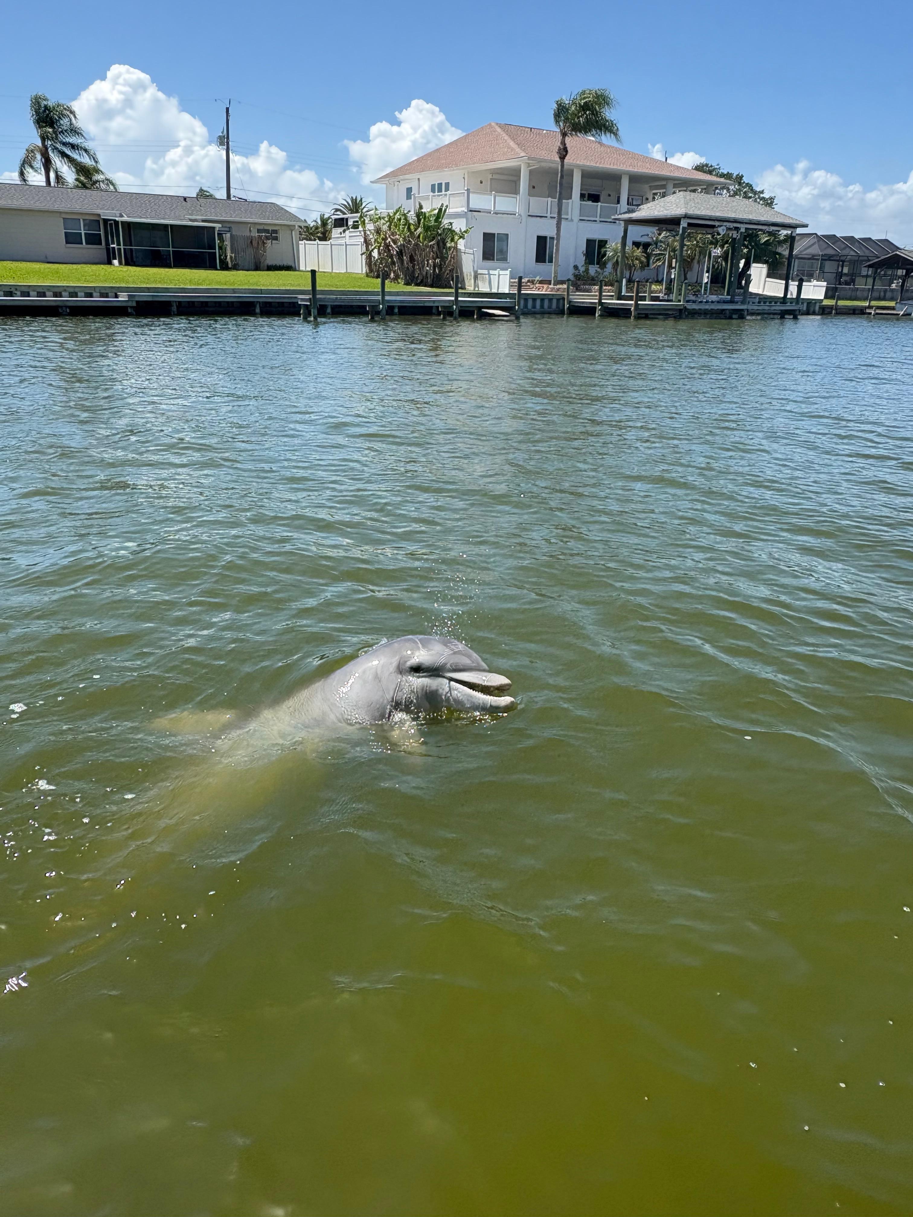 Two dolphins came right up to the dock at the house!