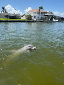 Two dolphins came right up to the dock at the house!
