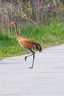 Sandhill Crane in the National Park