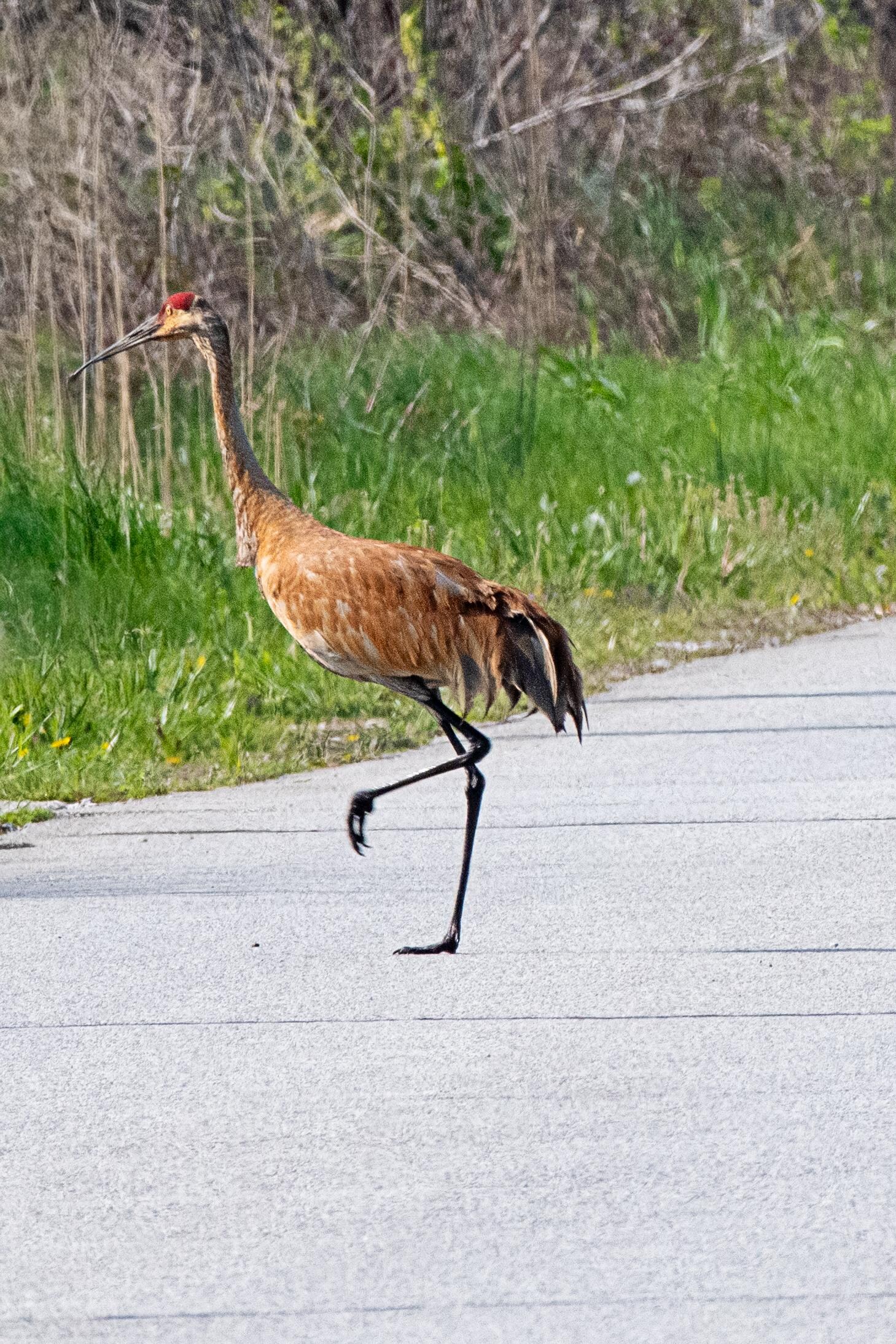 Sandhill Crane in the National Park 