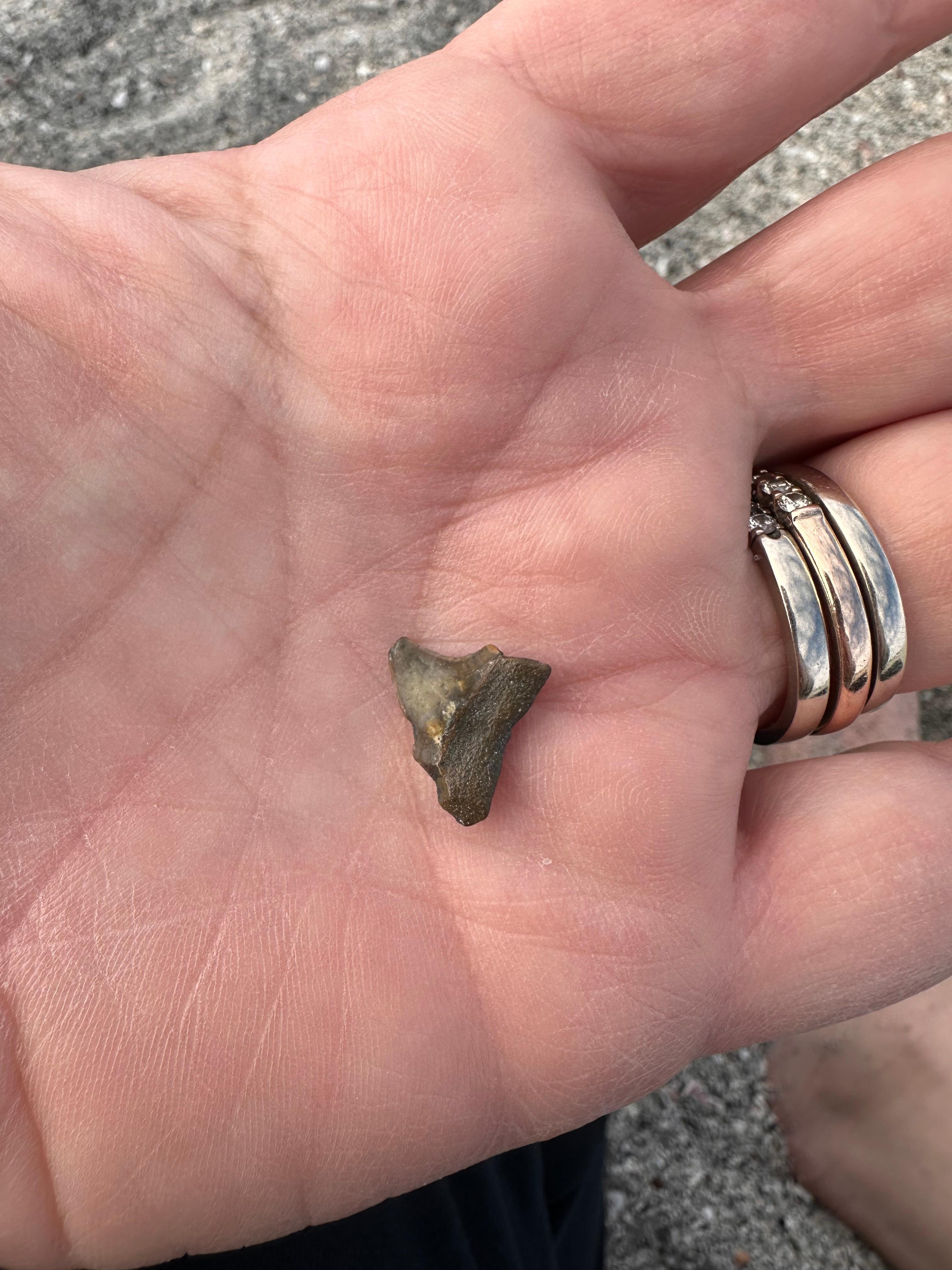 We loved going shark tooth hunting!  The house had everything we needed to do so. 