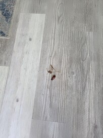 Dead roach