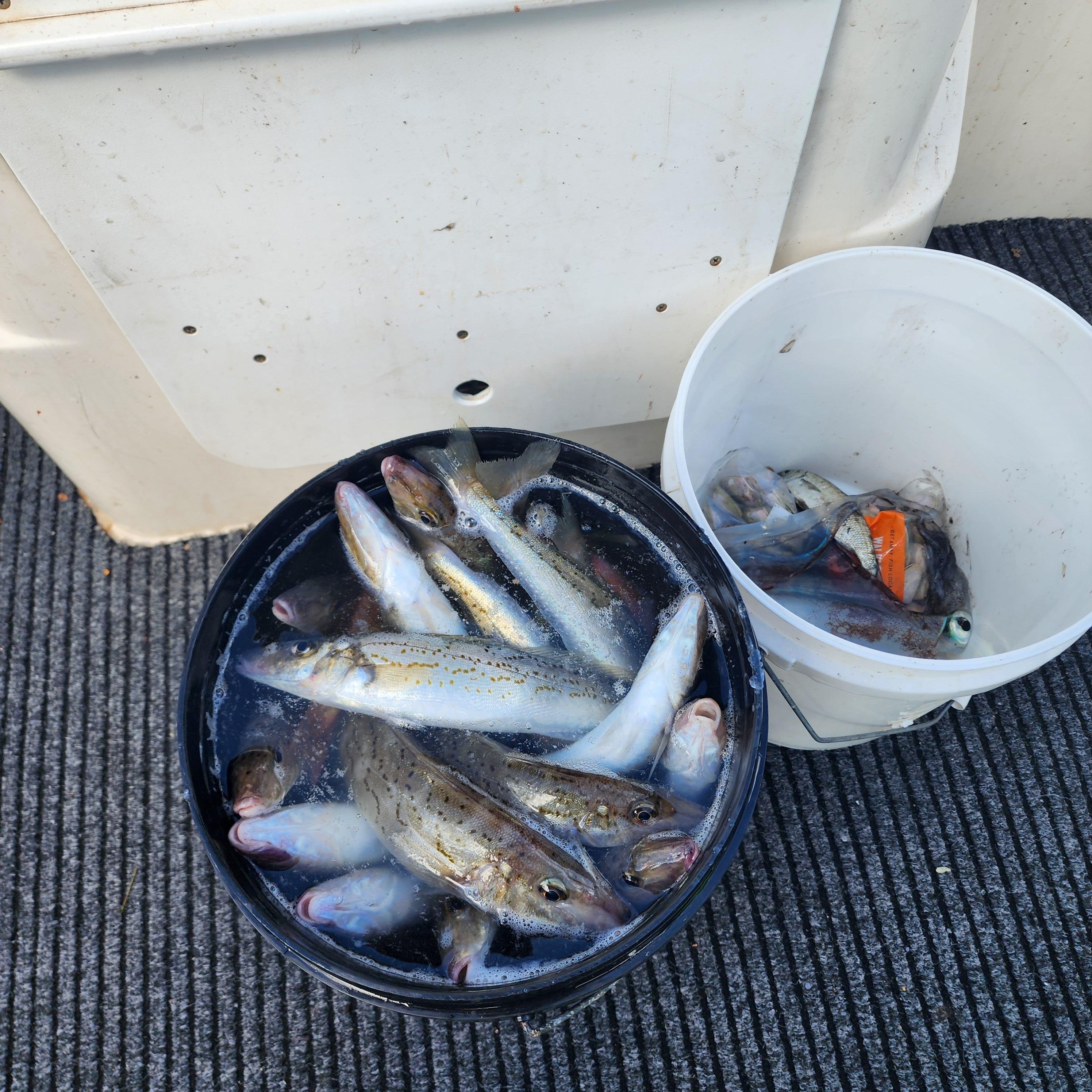 Whiting galore, Fishing is great at Pt Hughes.