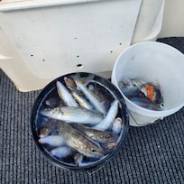 Whiting galore, Fishing is great at Pt Hughes.