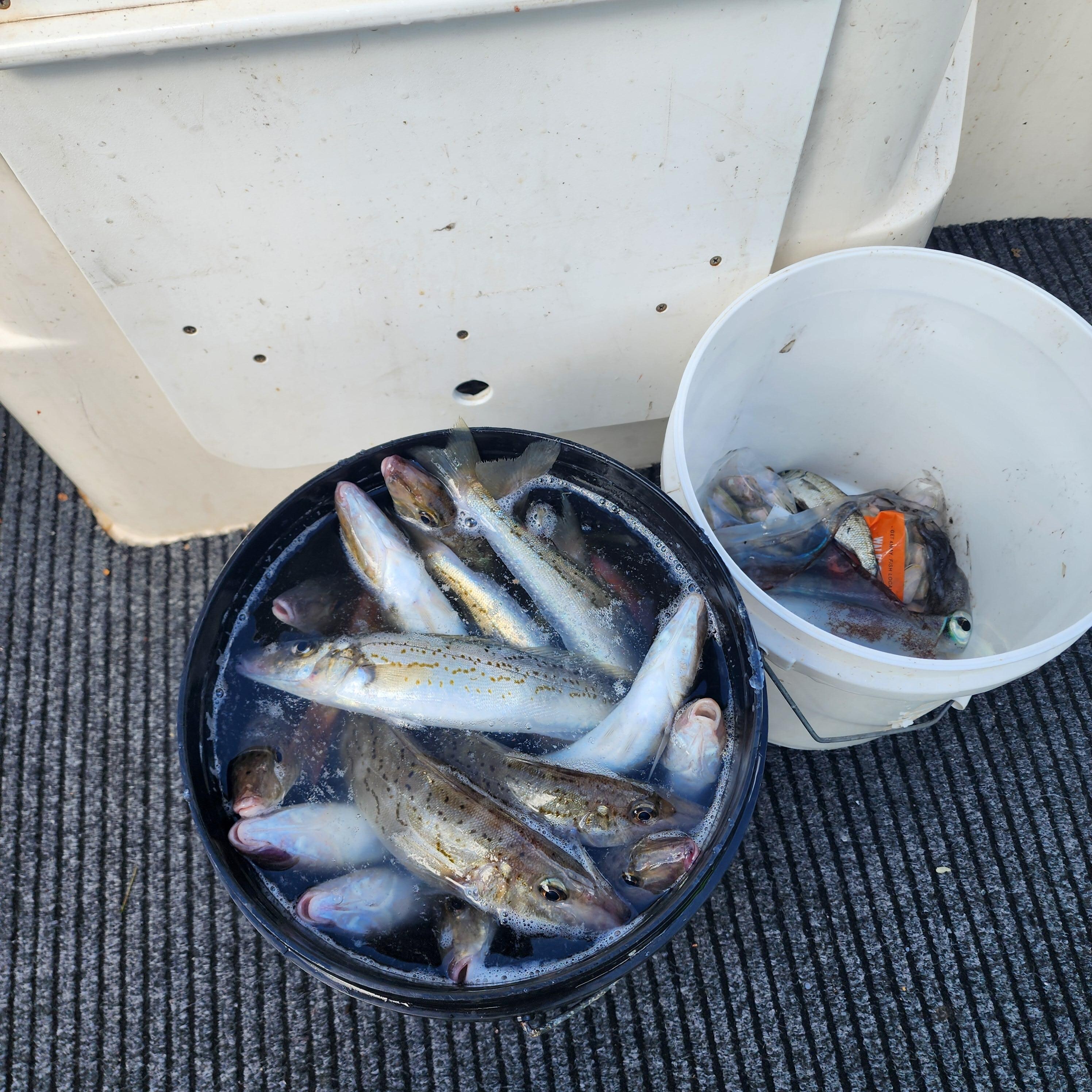 Whiting galore, Fishing is great at Pt Hughes.