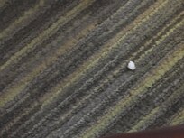 Carpets unswept