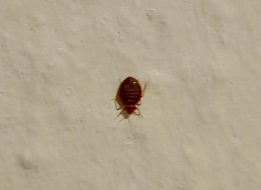 Bettwanzen laufen an den Wänden