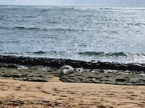 Monk Seal on property beach!! No joke! Sooooo cool!