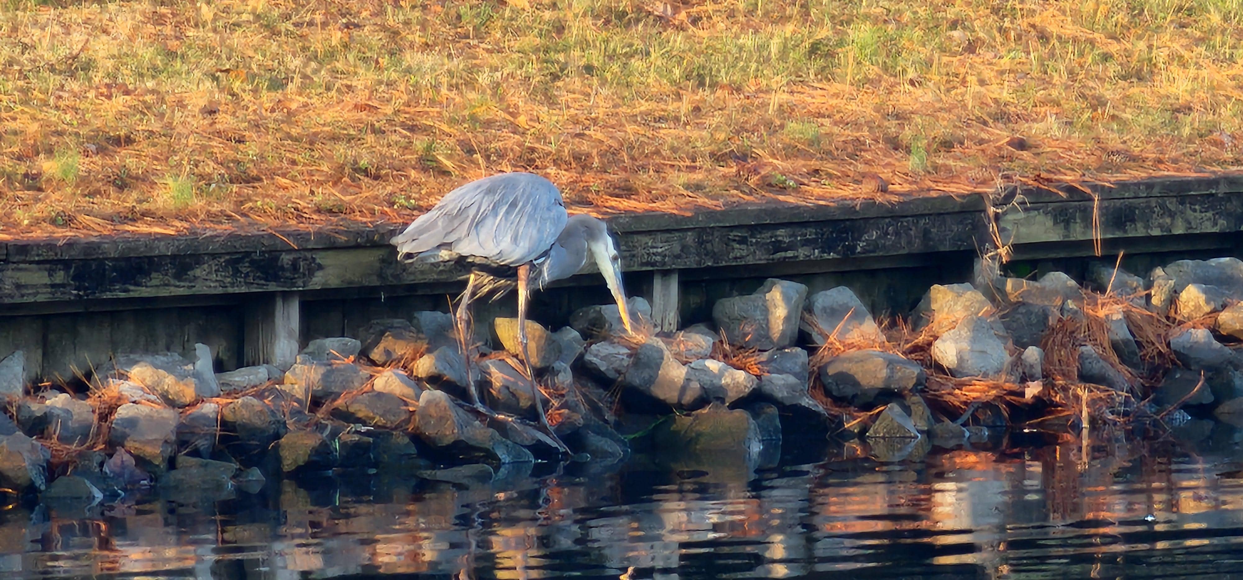 Watched this Great Blue Heron every morning " nick name Terry the pterodactyl" we loved identifying all the birds we seen. 