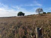 Heide