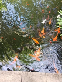 The lovely koi fish pond where you can feed them for 2RM
