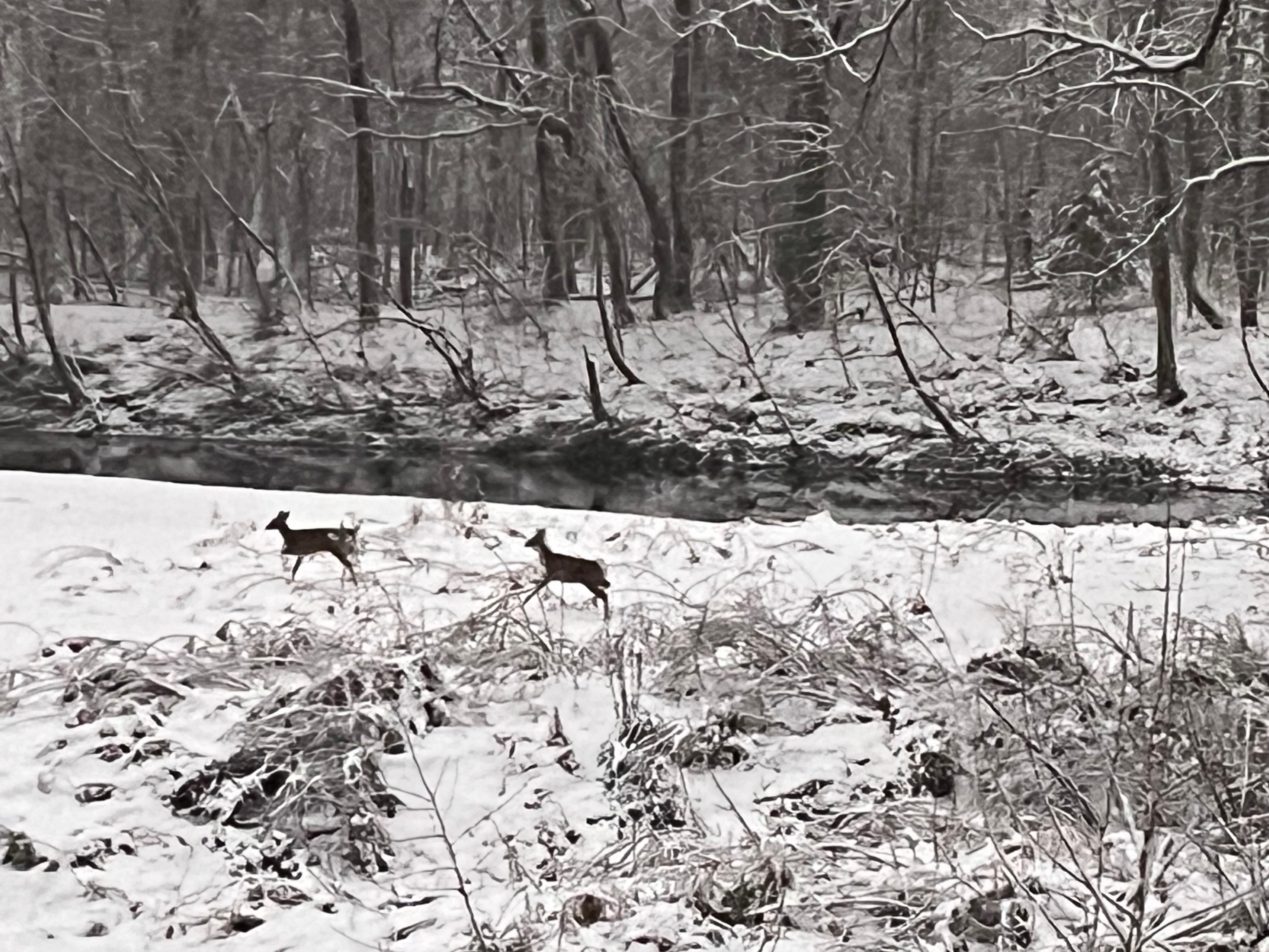 View from porch towards the river.