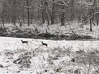 View from porch towards the river.