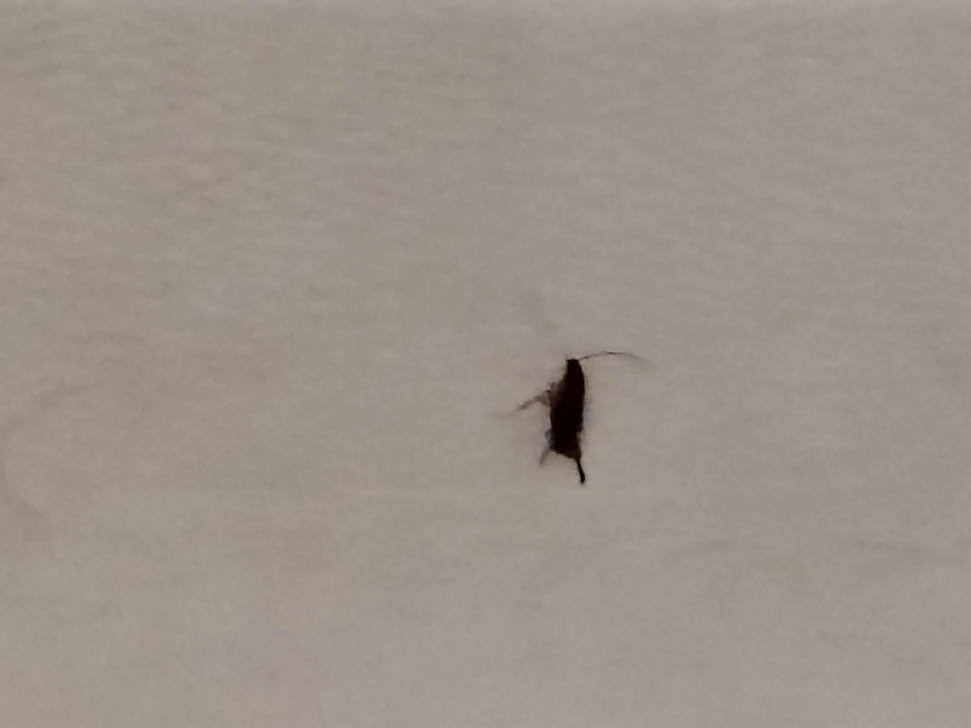 At least 3 of these that we saw. 