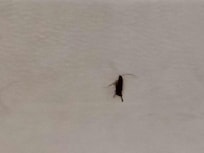 At least 3 of these that we saw.