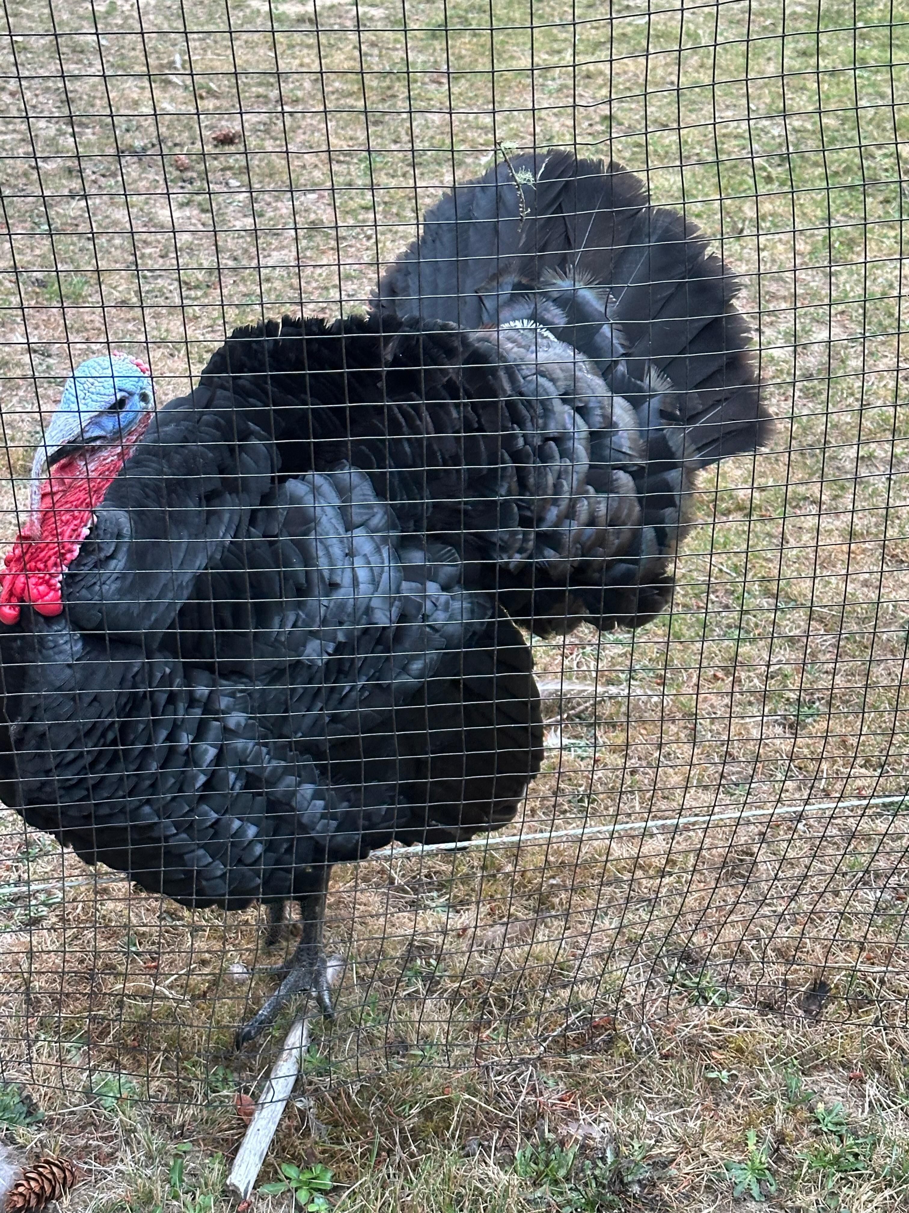 Wherever I went, there he was, protecting his tribe. 