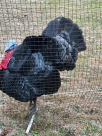 Wherever I went, there he was, protecting his tribe.