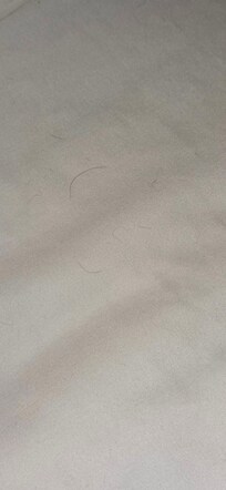 Hope you like more Dog hair. The manager wouldn't even call us back. We'll be seeing them in court soon.