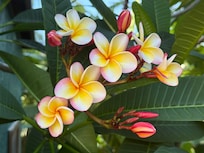 Gorgeous flowers around the pool