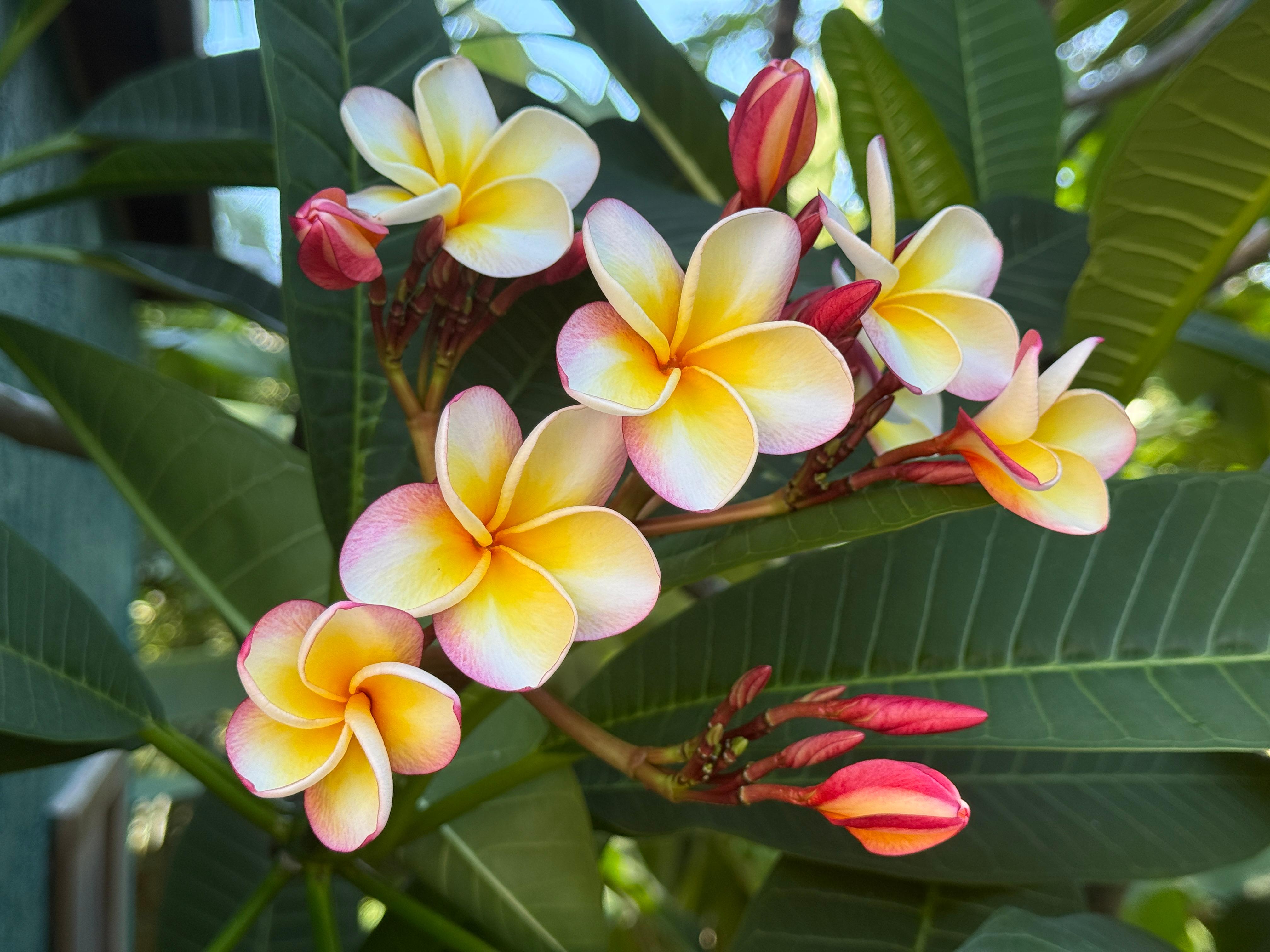 Gorgeous flowers around the pool