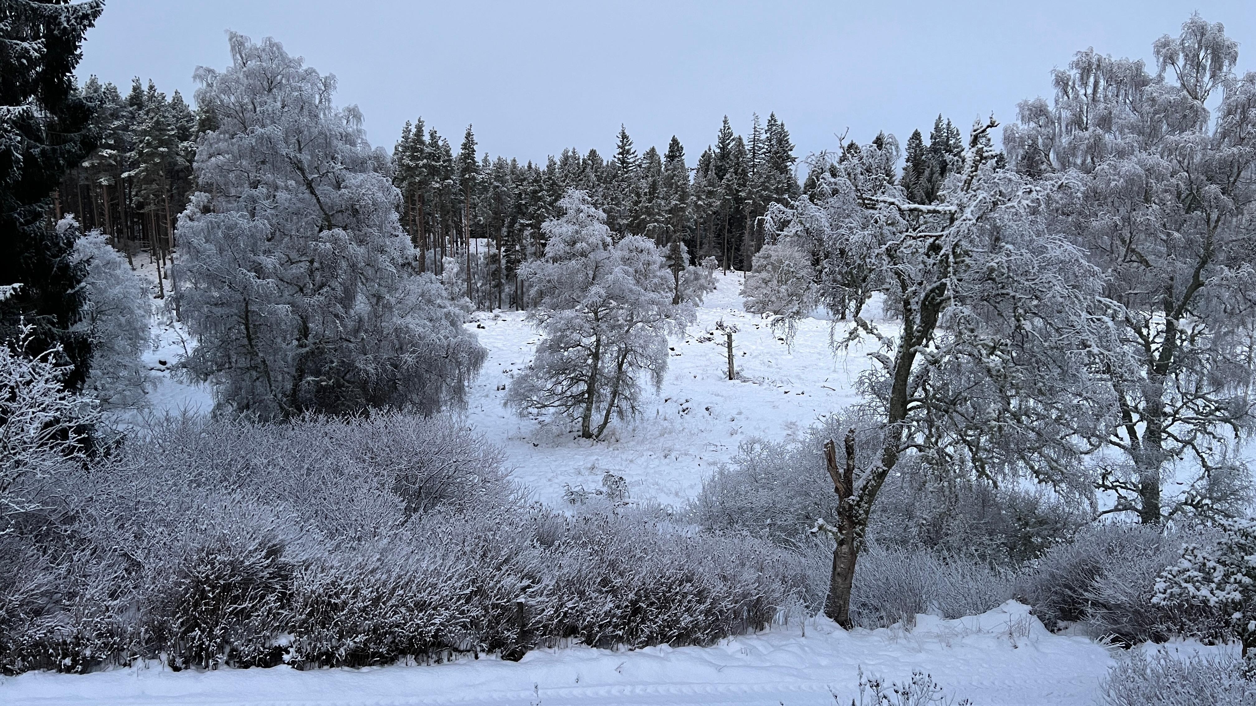 Outside our bedroom window