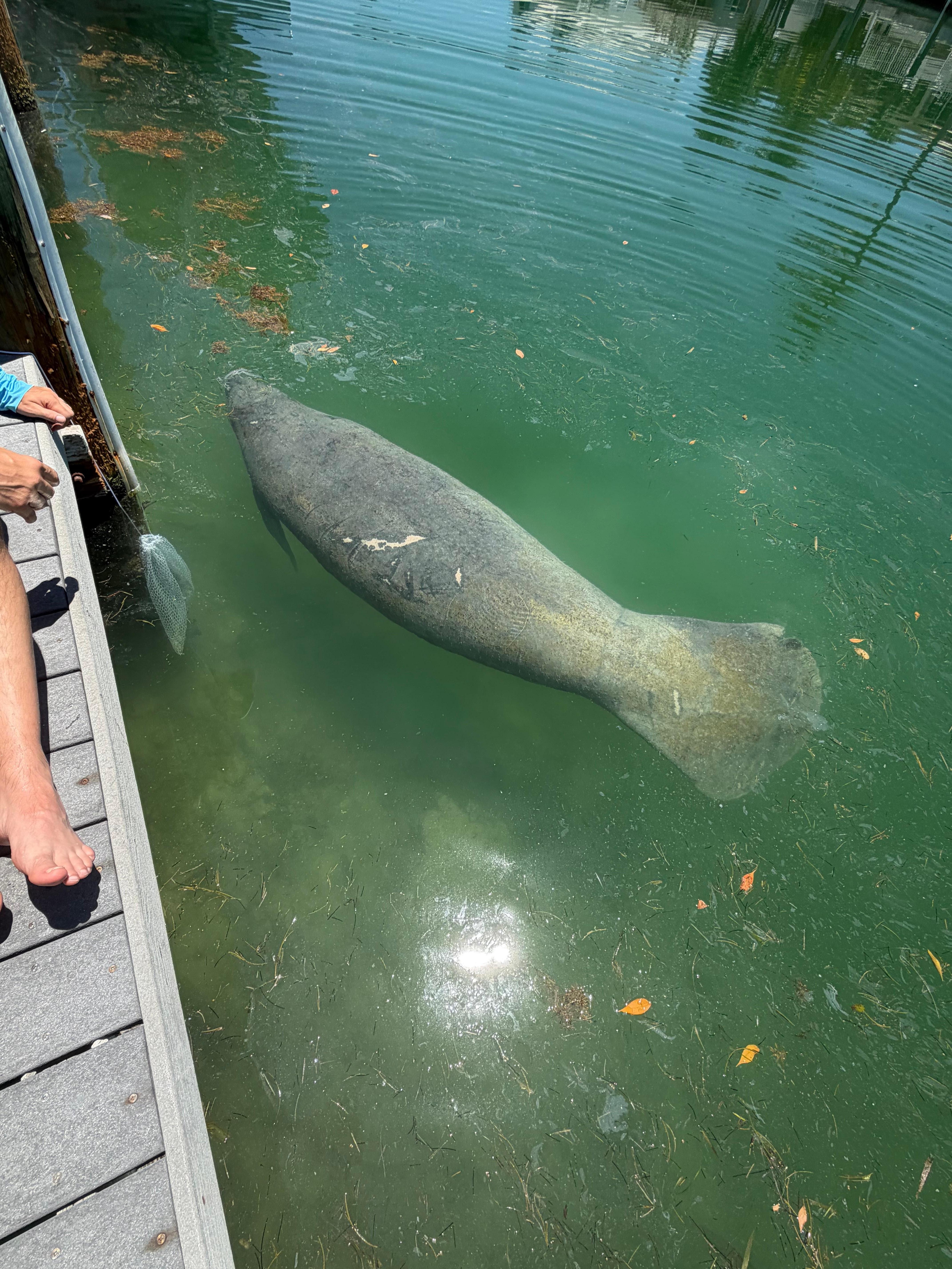 A visit from a manatee