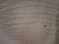 Bugs