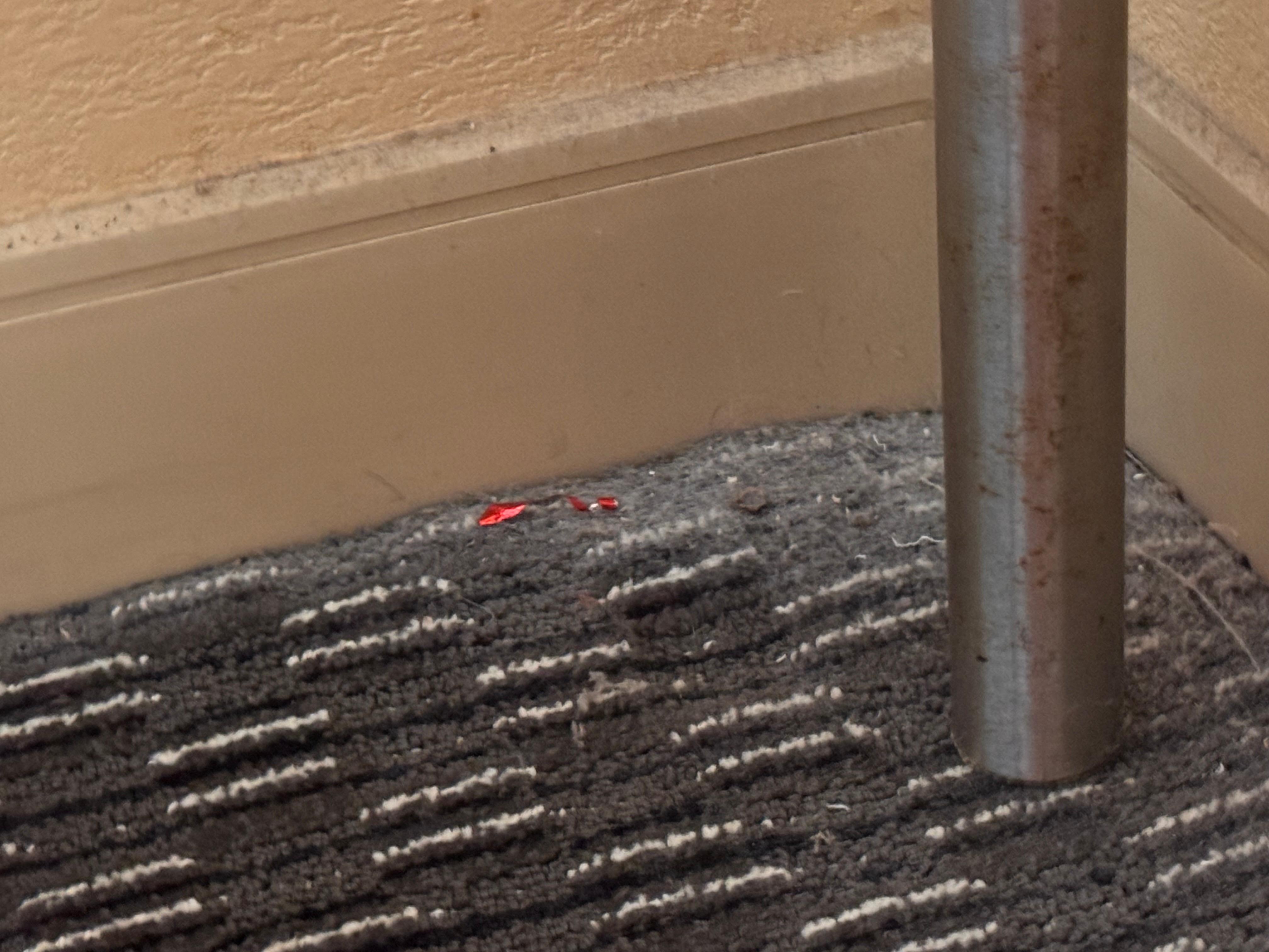 Mold on carpet